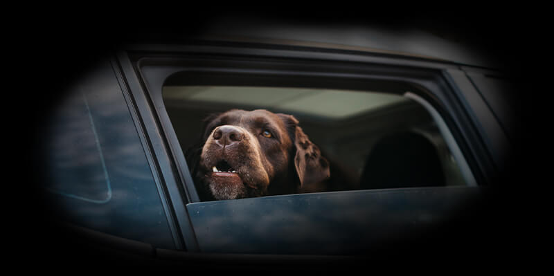 Hund im Auto bei Hitze – Gefahr der Überhitzung im Fahrzeug